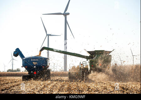 Mähdrescher ERNTEN VON MAIS MIT ABLAGERUNGEN AUS DER RÜCKSEITE DER MASCHINE AUF EINER FARM IN DER NÄHE VON GRAND Meadow, Minnesota Stockfoto