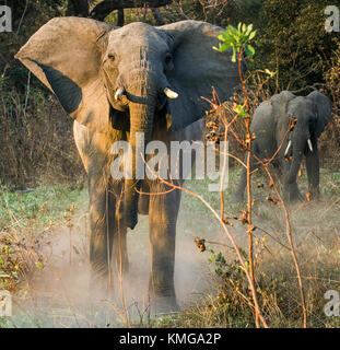 Die wütenden afrikanischen Busch Elefant (loxodonta Africana) im Staub Stockfoto