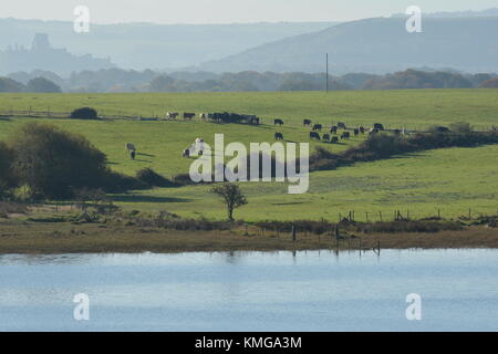 Corfe Castle von Arne Stockfoto