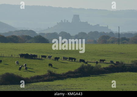 Corfe Castle von Arne Stockfoto