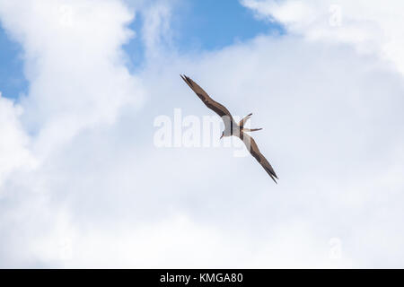 Herrliche Frigate (Fregata magnificens) fliegen - Fernando de Noronha, Pernambuco, Brasilien Stockfoto