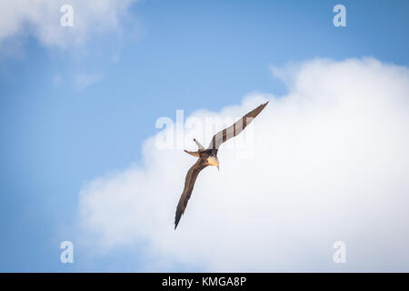 Herrliche Frigate (Fregata magnificens) fliegen - Fernando de Noronha, Pernambuco, Brasilien Stockfoto