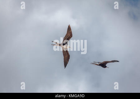 Herrliche Frigate (Fregata magnificens) fliegen - Fernando de Noronha, Pernambuco, Brasilien Stockfoto