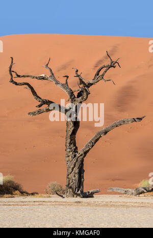 Deadvlei in Namibia ist eine flache clay Pan von dunklen, toten Kamel Dornenbäumen gegen den weißen pan Boden kontrastiert gekennzeichnet Stockfoto