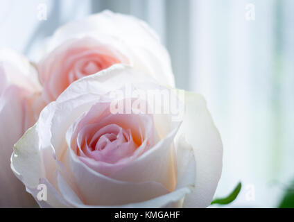 Zwei zarte Rosafarbene Rosen gegen das Fenster. Selektive konzentrieren. Stockfoto