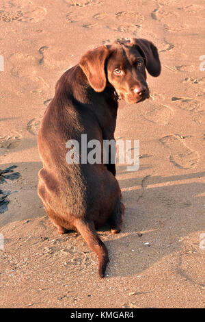 Eine labradinger oder springador Welpen schauen über die Schulter und in die Kamera sitzt auf einem Sandstrand mit Footprints. Ansicht der Rückseite ein Hund am Strand. Stockfoto