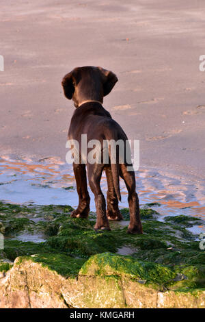 Eine labradinger Welpe Hund oder springador Junge Kreuz Rasse Hund oder Pook auf Algen und Steine beim Spaziergang am Sandstrand. abgelenkt. Stockfoto