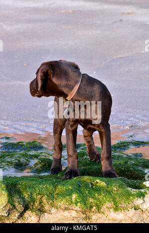 Eine labradinger oder springador Welpe Hund stehen am Strand und einige Steine und Algen am Strand hinter der Suche nach seinem Eigentümer zu prüfen. Wandern Hund Stockfoto