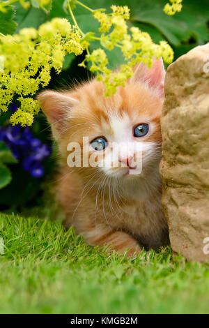 Cute red-tabby-white cat Kitten neben einem Felsen in einem blühenden Garten neugierig beobachten. Stockfoto