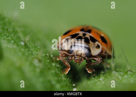 10 Punkt Marienkäfer (Adalia decempunctata) einen nesselblatt in Woodland. Cahir, Tipperary, Irland. Stockfoto