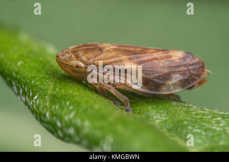 Gemeinsame Froghopper (Philaenus spumarius) ruht auf einem Blatt. Thurles, Tipperary, Irland. Stockfoto