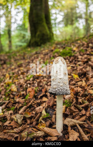 Shaggy Inkcap Pilze (Coprinus comatus) wächst in Wäldern. Galtee Woods, Limerick, Irland, eingesehen werden. Stockfoto