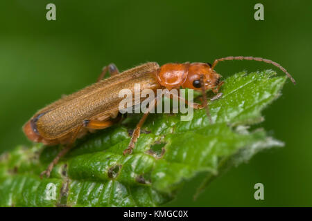 Soldat Käfer (Cantharis sp.) ruht auf dornbusch Blatt im Wald Lebensraum. Cahir, Tipperary, Irland. Stockfoto