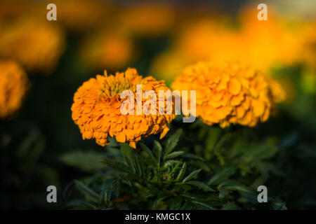 Orange Tagetes baden in der warmen Abendsonne. Stockfoto