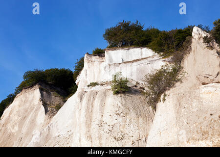 Møns Klint, den steilen Kreidefelsen bis zu 120 m über dem Meeresspiegel auf der östlichen Ostsee Küste der Insel Møn südöstlich von Seeland, Dänemark, Møn oder Moen. Stockfoto