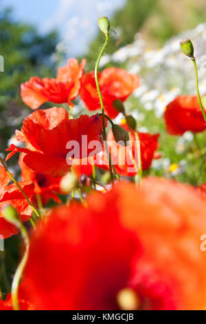 Frühling im Garten - Blumen - Roter Mohn auf den Frühling Wiese - Wildblumen Stockfoto