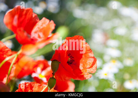 Frühling im Garten - Blumen - Roter Mohn auf den Frühling Wiese - Wildblumen Stockfoto