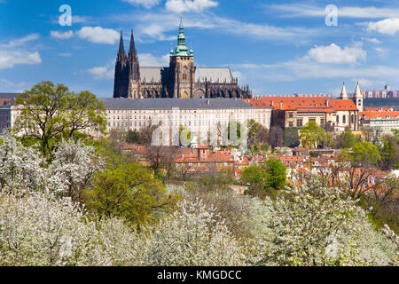 Feder der Prager Burg und der Kleinseite, Prag (unesco), der Tschechischen Republik, aus apple tree Obstgarten auf Petrin Hügel-gotischen St. Vitus Kathedrale Stockfoto