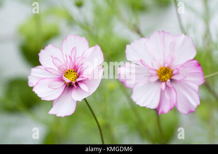 Schmuckkörbchen 'fizzy Formel Mischung' Blumen. Stockfoto