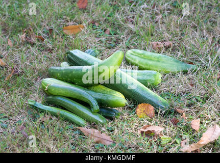 Ernte Zucchini und Gurken. Stockfoto