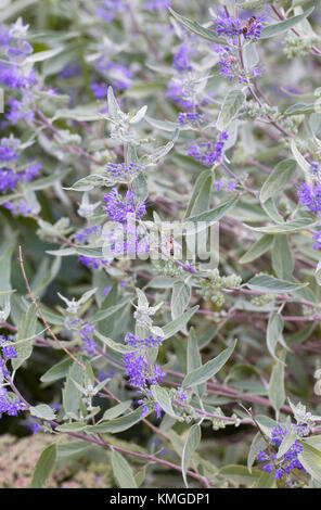 Caryopteris x clandonensis 'Heavenly Blue' Blumen. Stockfoto