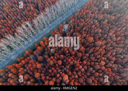 Suqian, suqian, China. 1. Dez, 2017. suqian, China - 1. Dezember 2017: (redaktionelle Verwendung. China). Luftaufnahmen von Redwood Forest, Suqian in der ostchinesischen Provinz Jiangsu, 1. Dezember 2017. Quelle: sipa Asien/zuma Draht/alamy leben Nachrichten Stockfoto