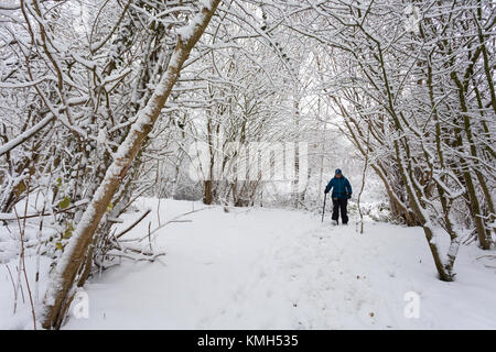 Eine Frau, die zu Fuß, allein durch den Wald entlang einem Pfad mit einem verschneite Baumkronen während eines Schneesturms in Flintshire, Wales, Großbritannien Stockfoto