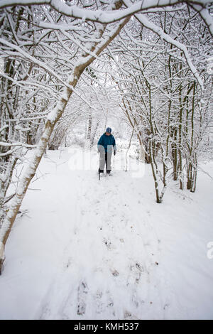 Eine Frau, die zu Fuß, allein durch den Wald entlang einem Pfad mit einem verschneite Baumkronen während eines Schneesturms in Flintshire, Wales, Großbritannien Stockfoto