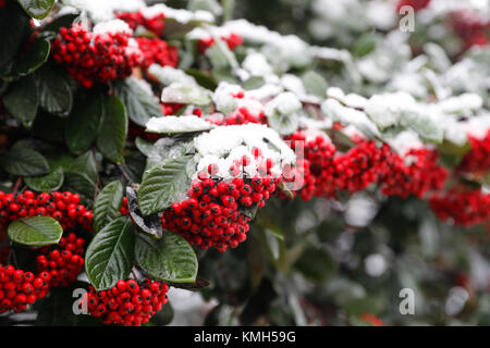 London, Großbritannien. 10 Dez, 2017. Ein Baum ist durch Schnee in London, Großbritannien am 10.12.2017. Credit: Han Yan/Xinhua/Alamy leben Nachrichten Stockfoto