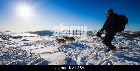 Flintshire, North Wales, UK Wetter. Strahlend blauer Himmel kehrt nach einem Tag Schnee für viele Teile in Wales. Ein Wanderer mit Huskies nimmt in der Ansicht auf einem Spaziergang über Halkyn Berg mit Schnee bedeckt Clwydian Hügel an, der in der Entfernung nach Sturm Dylan Stockfoto