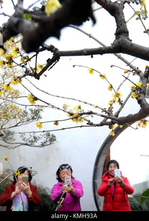 Suzhou. 12 Dez, 2017. Touristen Bilder Der wintersweet Blumen an wangshi Garten, einer der bekanntesten klassischen Gärten von Suzhou auf der Liste des Weltkulturerbes, in Suzhou in der ostchinesischen Provinz Jiangsu. Credit: Hang Xingwei/Xinhua/Alamy leben Nachrichten Stockfoto