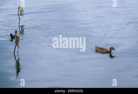 Hangzhou, China Zhejiang Provinz. 13 Dez, 2017. Vögel sind an der West Lake Scenic Spot in Hangzhou, der Hauptstadt der ostchinesischen Provinz Zhejiang, Dez. 13, 2017 gesehen. Credit: Xu Yu/Xinhua/Alamy leben Nachrichten Stockfoto