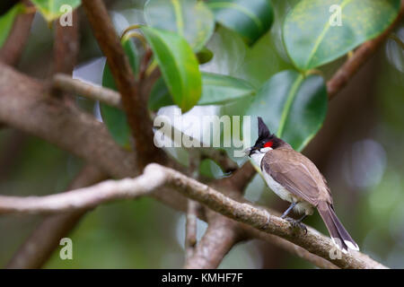 Rot-whiskered Bulbul (pycnonotus jocosus) im Botanischen Garten in Pamplemousses in Mauritius, Afrika. Stockfoto