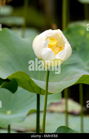 Indischer Lotos (Nelumbo nucifera) im Botanischen Garten in Pamplemousses in Mauritius, Afrika. Stockfoto