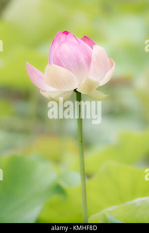 Indischer Lotos (Nelumbo nucifera) im Botanischen Garten in Pamplemousses in Mauritius, Afrika. Stockfoto