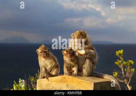 Familie von Krabbe - Essen Makaken (Macaca fascicularis) im Black River Gorges National Park in Mauritius, Afrika. Stockfoto