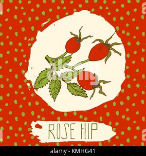 Dogrose Hand skizziert Obst mit Blatt auf Hintergrund mit dots Muster gezeichnet. doodle Vektor Hagebutte für Logo, Etiketten, die Marke ein. Stock Vektor