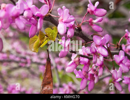 Judas Cercis siliquastrum, Baum, Nahaufnahme der Frühling blühende, neue Blätter und alte Samen pod Stockfoto