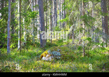 Espe Wald im Frühjahr in Estland Stockfoto