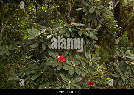 Rhododendron Arten (Rhododendron arboreum Zeylanicum) Stockfoto