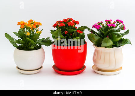 Rosa, Rot und Gelb Kalanchoe im Topf auf hellen Hintergrund Stockfoto