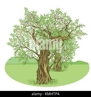 Olivenbäume in der Landschaft Stock Vektor