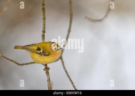 Farbige Wald Vogel auf einem schwarzen und weißen Winter Landschaft, Tierwelt, Vögel Stockfoto