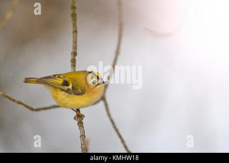 Goldcrest sitzen auf einem Zweig im Winter, Tierwelt, Vögel Stockfoto