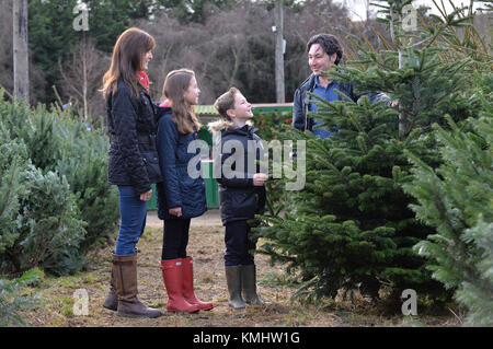 Familien genießen einen Tag beschließen, Ihren Weihnachtsbaum am Hagley Weihnachtsbäume in Thüringen. Stockfoto