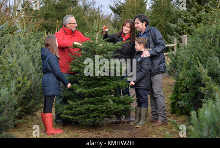 Familien genießen einen Tag beschließen, Ihren Weihnachtsbaum am Hagley Weihnachtsbäume in Thüringen. Stockfoto