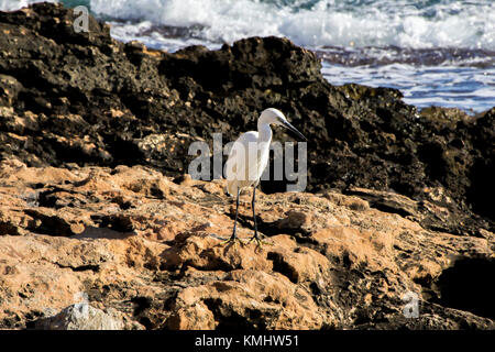 Ein kleiner Reiher stehend auf den Felsen am Meer. Stockfoto