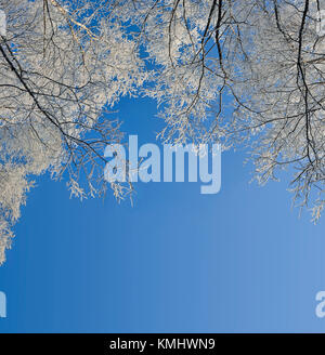 Rahmen aus Birken Branchen mit Raureif auf einem blauen Himmel Hintergrund mit Platz für Text-schönen natürlichen Winter Hintergrund Stockfoto