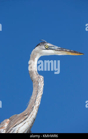 In der Nähe von Great Blue Heron gegen den tiefblauen Himmel Stockfoto