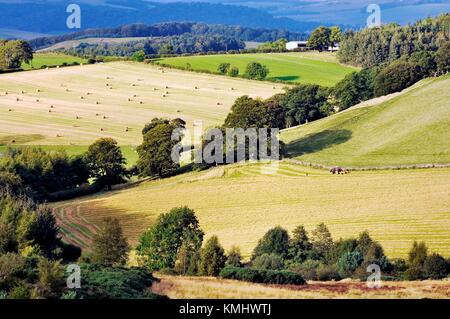 Ackerland Erntefeldern in den sanften Hügeln Landschaft eine Meile östlich von Selkirk im Großraum Grenzen, Schottland Stockfoto